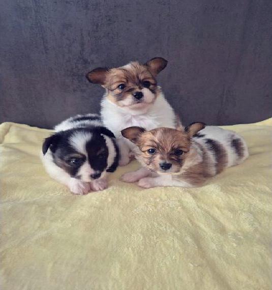 Papillon Welpen