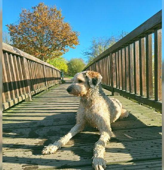 Liebevolles zu Hause Bernedoodle