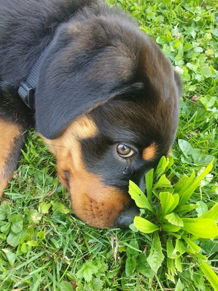 Reinrassiger Rottweiler 3monate