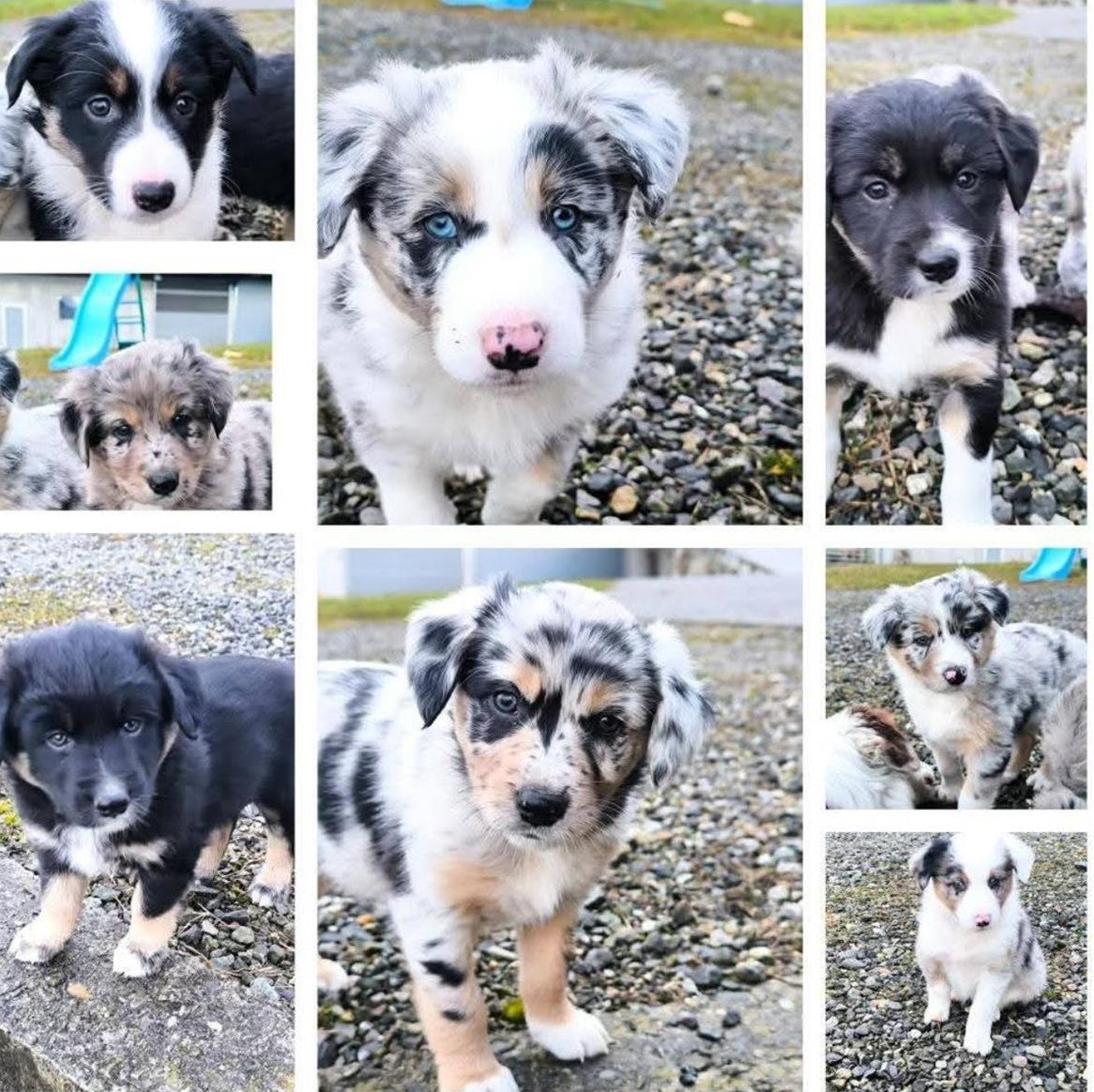 Schöner Australian Shepherd Welpen, Rüde