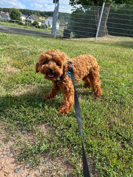 Maltipoo Weibchen 1 Jahr Maltipoo Weibchen 1 Jahr