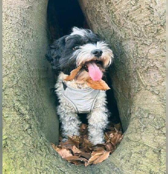 Cavapoo Deckrüde Cavapoo Deckrüde