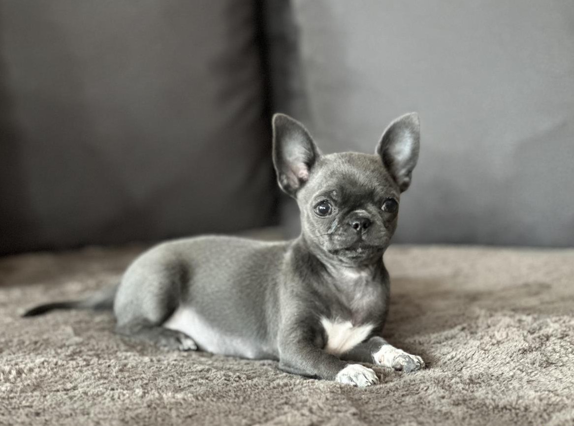 Wunderschöner Mini Chihuahua Hündin in der Farbe Blue