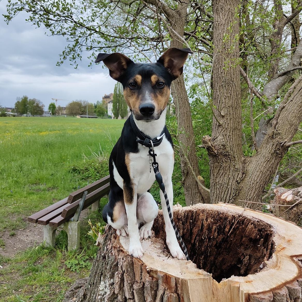 Parson Jack Russell Deckrüde sucht Hunde Damen Parson Jack Russell Deckrüde sucht Hunde Damen