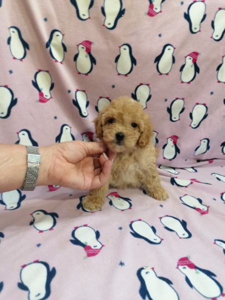 Maltipoo und Cavapoo Welpen