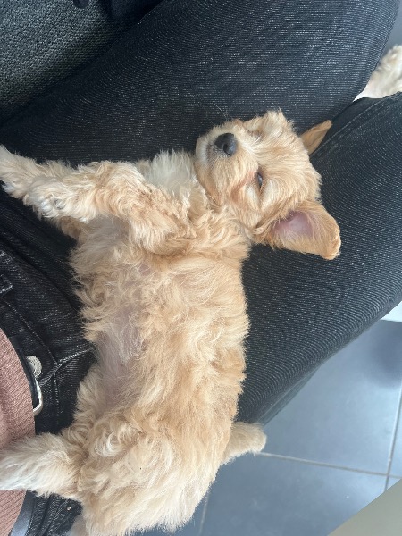 Maltipoo Welpen