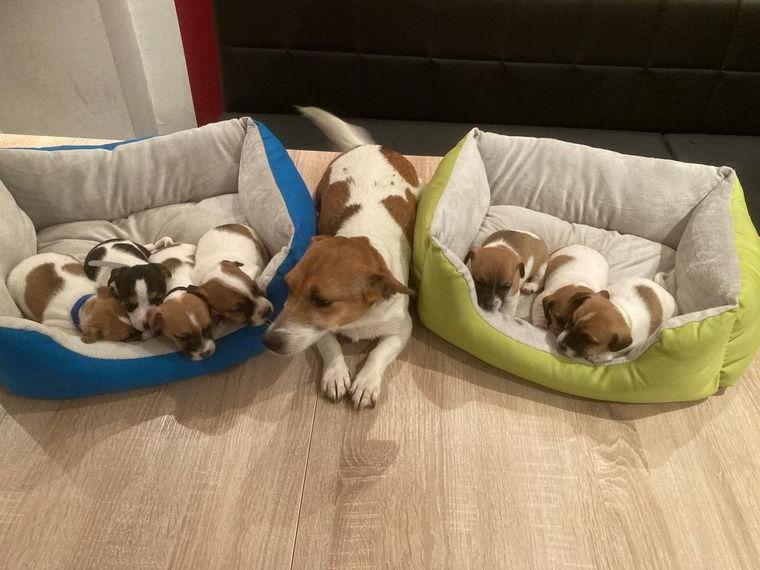 Jack Russell Welpen, Tricolore (Elly) Jack Russell Welpen, Tricolore (Elly)