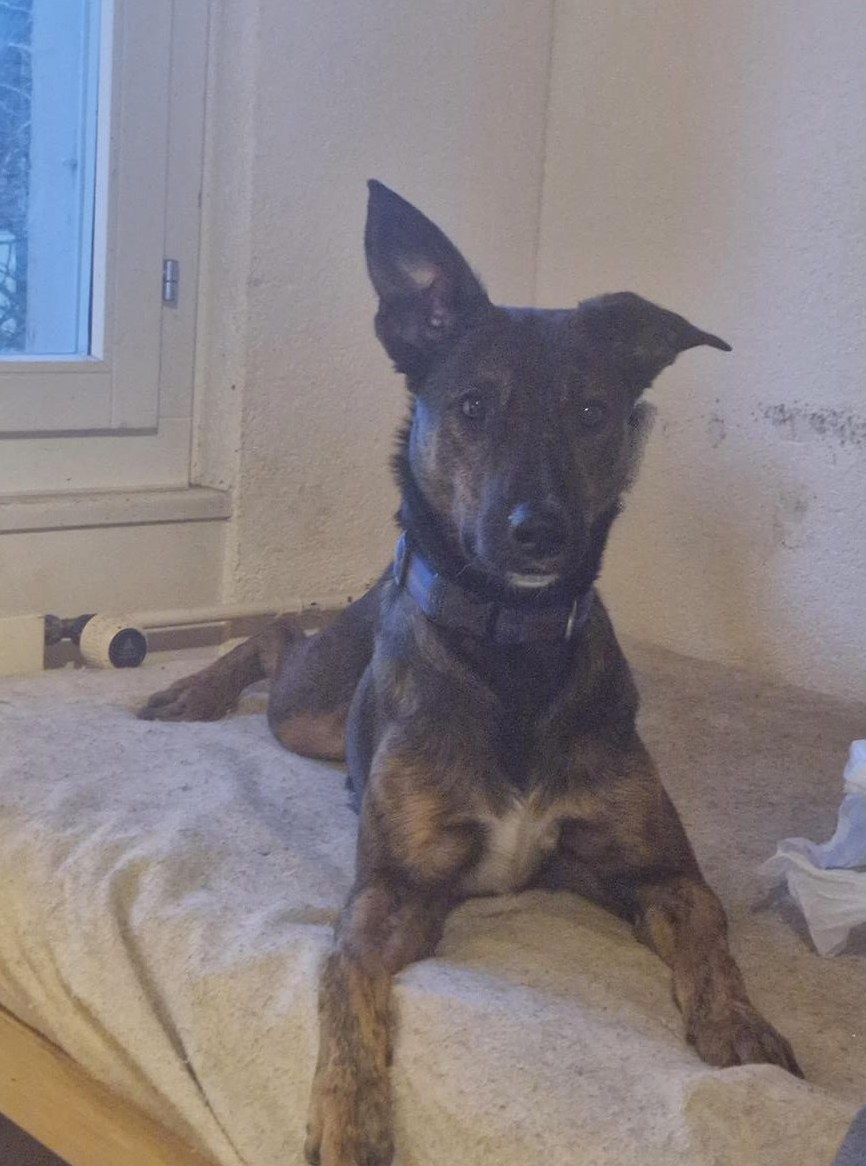 Mischlingsrüde Arthus sucht neues zuhause Mischlingsrüde Arthus sucht neues zuhause