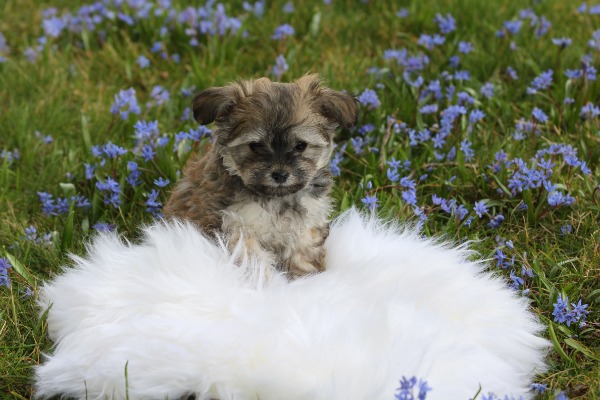 Bildschöne, Chipoo Welpen - Chihuahua x Zwergpudel Edelmixe Bildschöne, Chipoo Welpen - Chihuahua x Zwergpudel Edelmixe