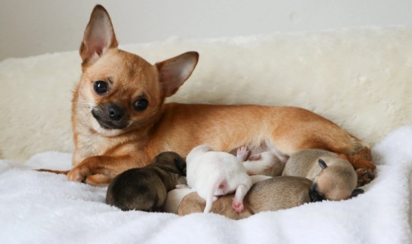 magnifique chiot chihuahua