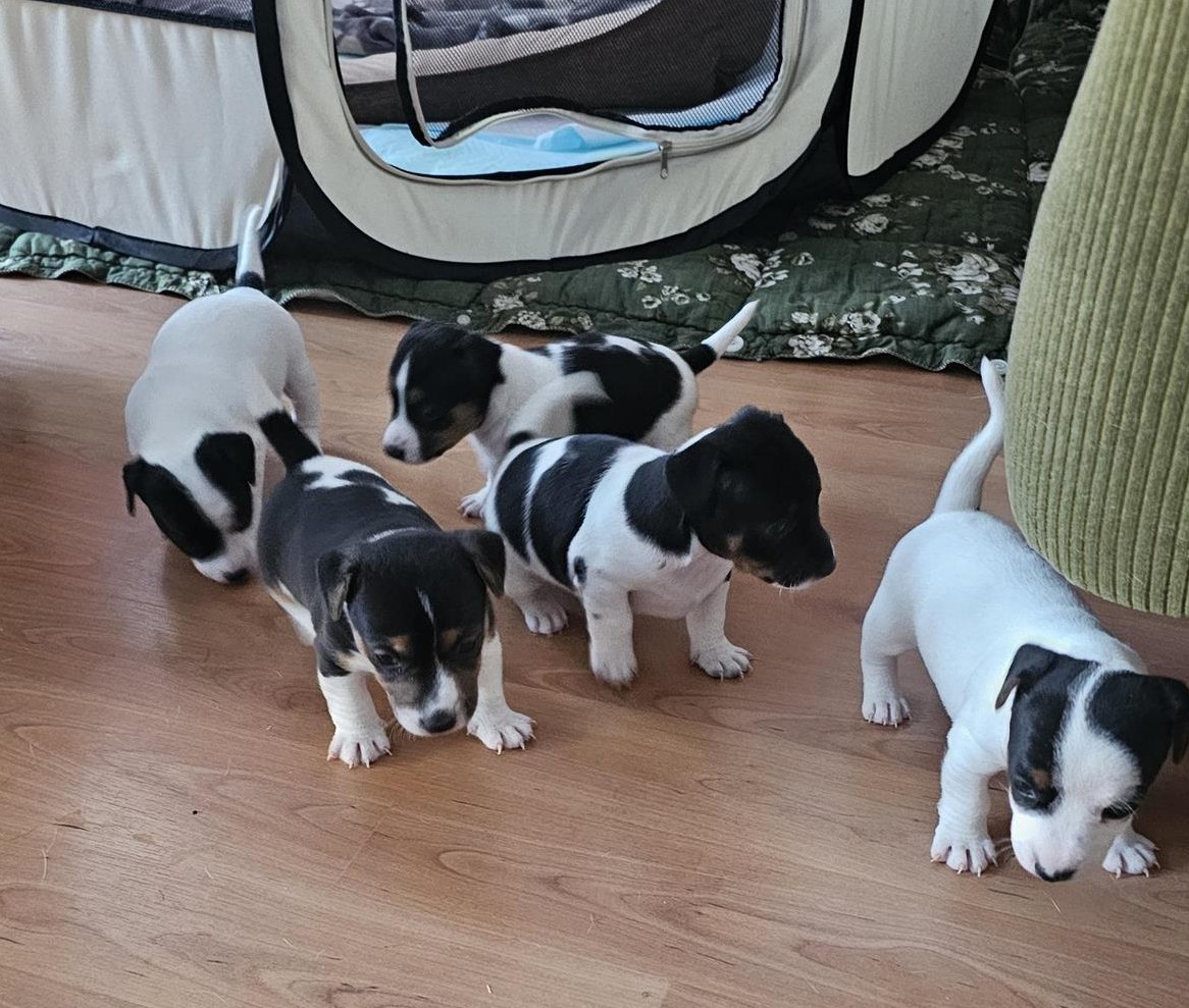 Jack Russell Terrier Welpen suchen liebes Zuhause Jack Russell Terrier Welpen suchen liebes Zuhause