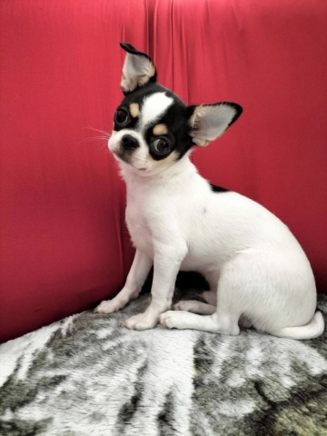 Chihuahua-Rüde mit Stammbaum Chihuahua-Rüde mit Stammbaum