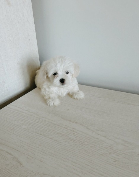 Maltesischer Welpe Maltesischer Welpe