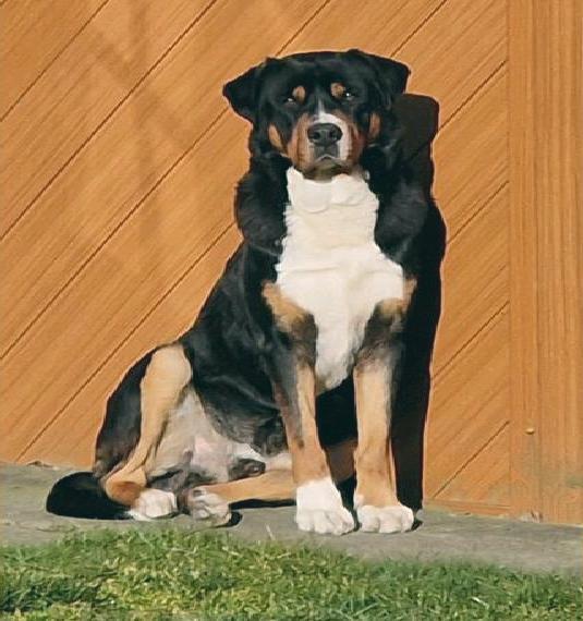 Grosser schweizer sennenhund Grosser schweizer sennenhund