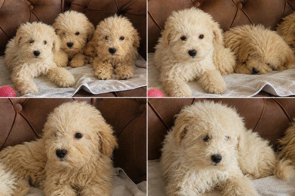 Maltipoo Welpen
