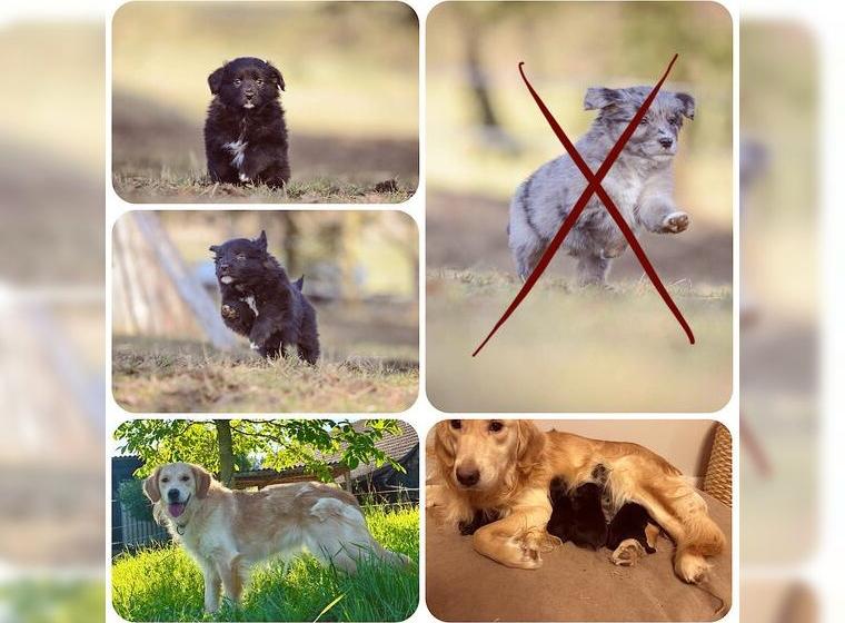 Golden Aussie mini/medium Golden Retriever Mini Australian Shepherd