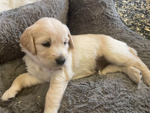 Mini Golden Retriever Welpen Mini Golden Retriever Welpen