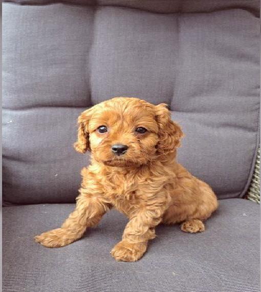 Cavapoo Welpen / Cavalier King Charles Spaniel und Pudel