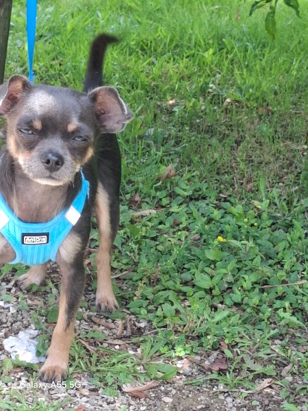 Chihuahua 10 monate gris feu Chihuahua 10 monate gris feu