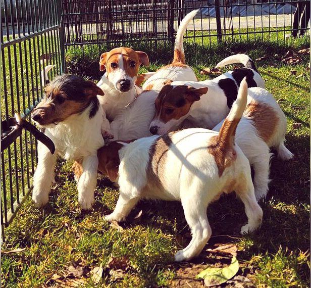 Jack Russell Terrier Welpen Jack Russell Terrier Welpen