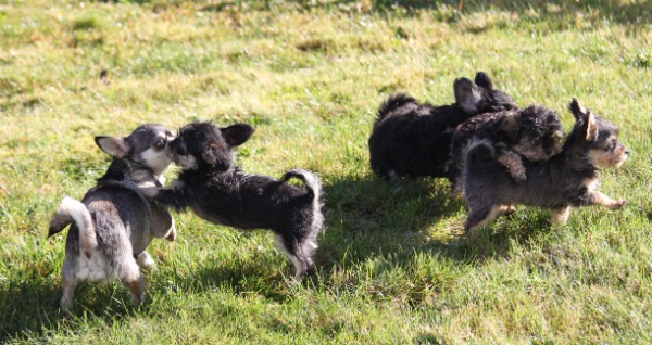 Wundervolle Zwergpudel x Chihuahua Welpen - Chipoo