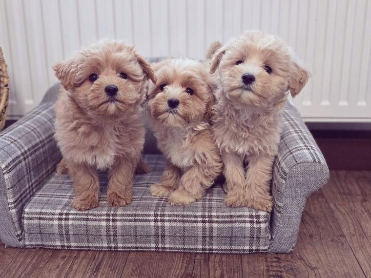 Maltipoo / Cavapoo / Cockapoo Welpen