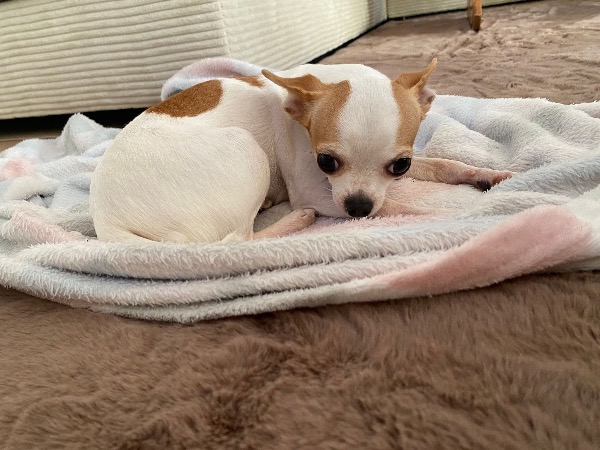 Süsses Chihuahua Weibchen (3 Jahre alt) sucht eine neue Familie Süsses Chihuahua Weibchen (3 Jahre alt) sucht eine neue Familie