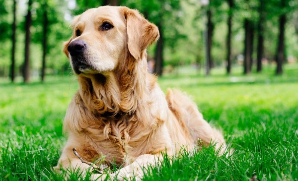Gesucht erwachsener Golden Retriever