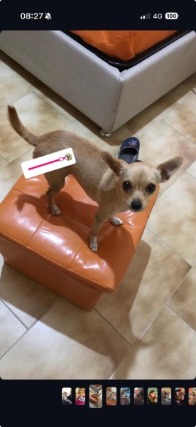 Maya, Chihuahua im Canile Maya, Chihuahua im Canile