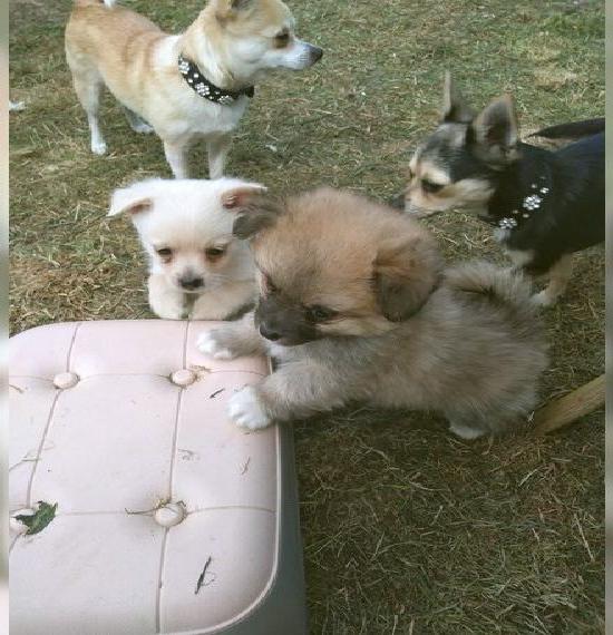 Wunderschöne Chihuahua Klein Spitz Welpen Wunderschöne Chihuahua Klein Spitz Welpen