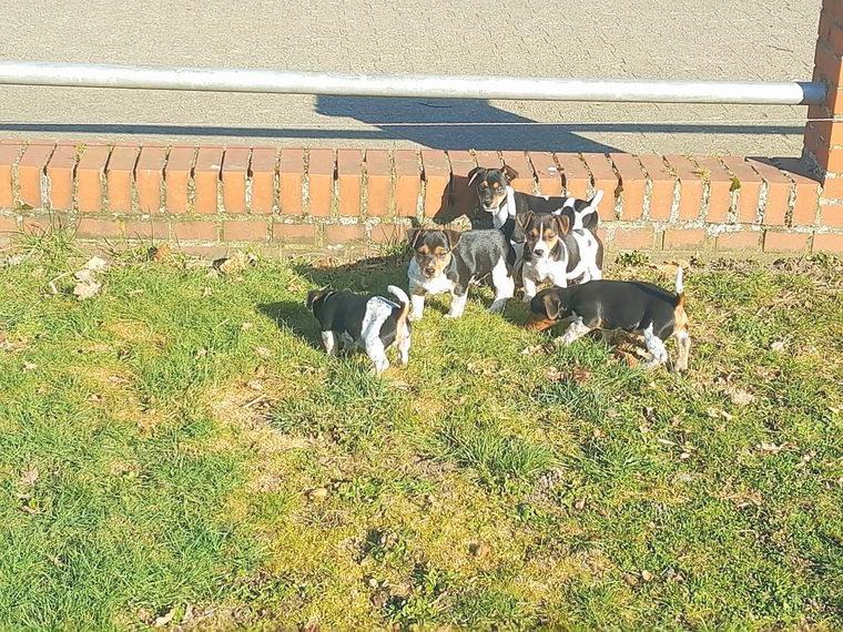 Jack Russell Welpen Jack Russell Welpen