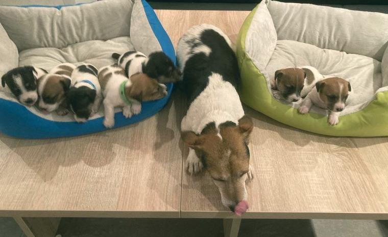 Jack Russell Terrier Welpen, Tricolore (Sunny) Jack Russell Terrier Welpen, Tricolore (Sunny)