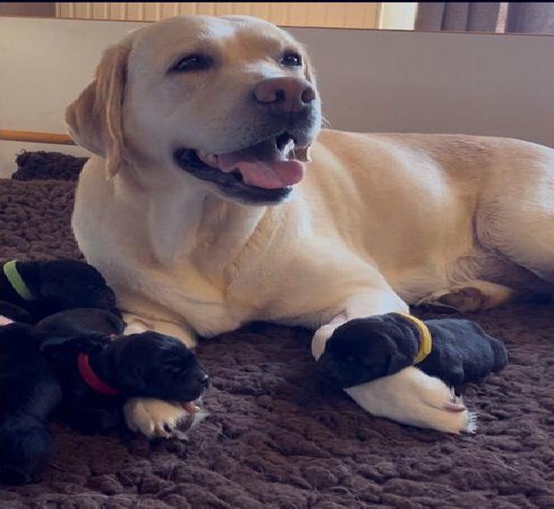 **Labrador Retriever Welpen**FCI Verpaarung