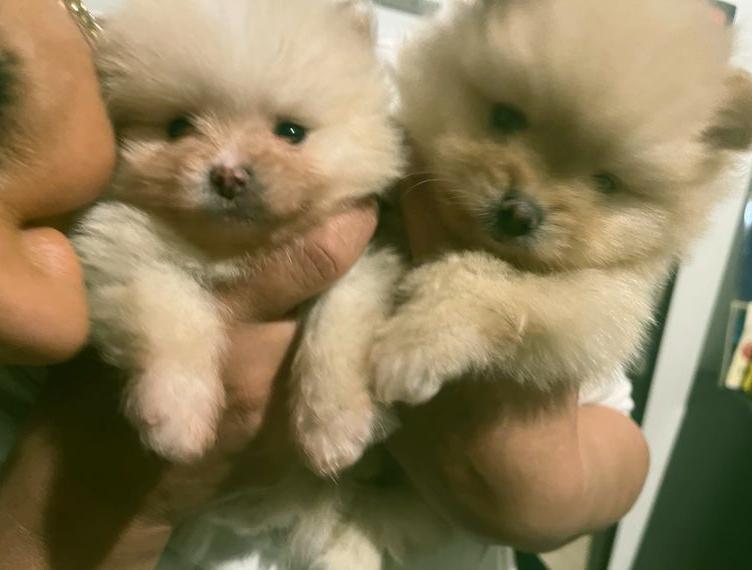 Pomeranian Zwergspitz Welpen