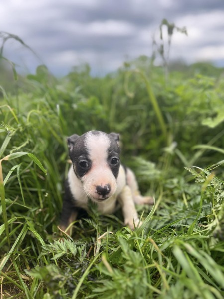 Chiots Bull Jack