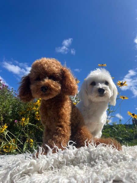 Wunderschöne Maltipoo Welpen F1 aus Familien Zucht