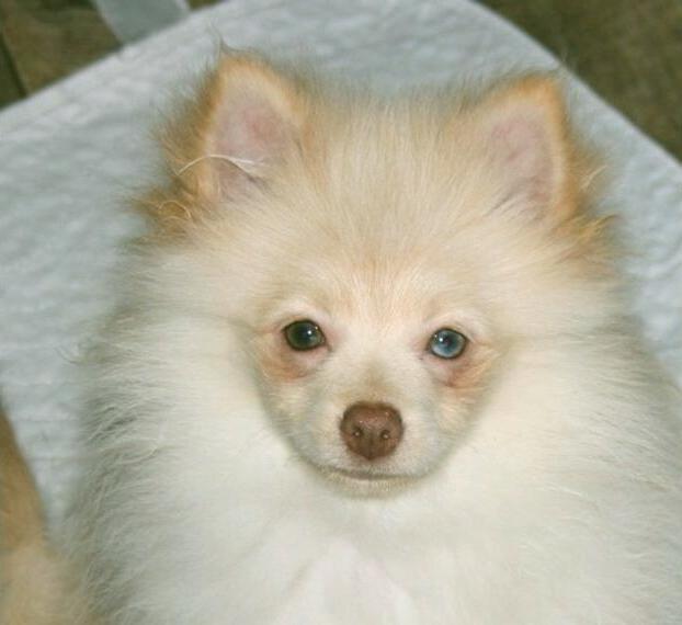 Supersüsser Pomchi / Zwergspitzrüde in creme