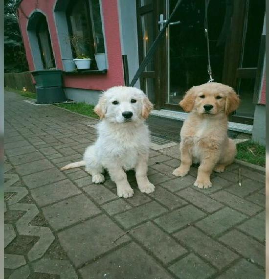 Golden Retriever Welpen Golden Retriever Welpen