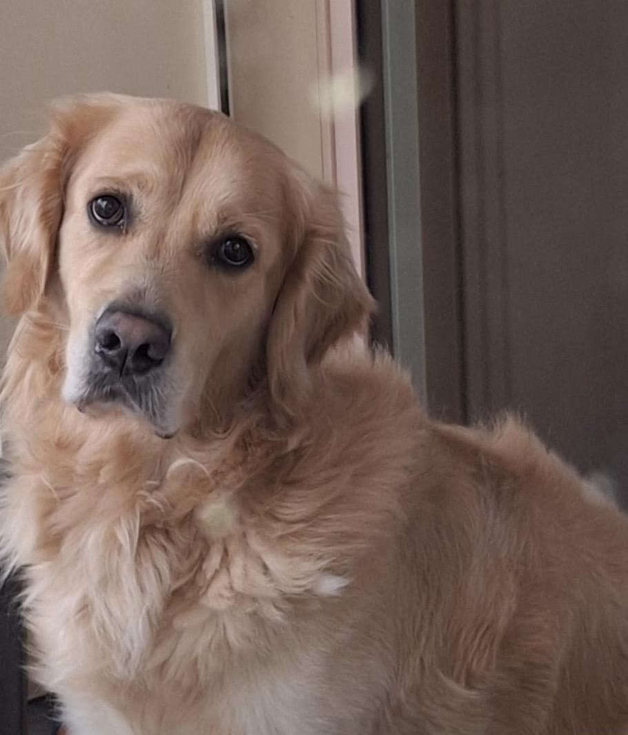 Golden Retriever Deckrüde