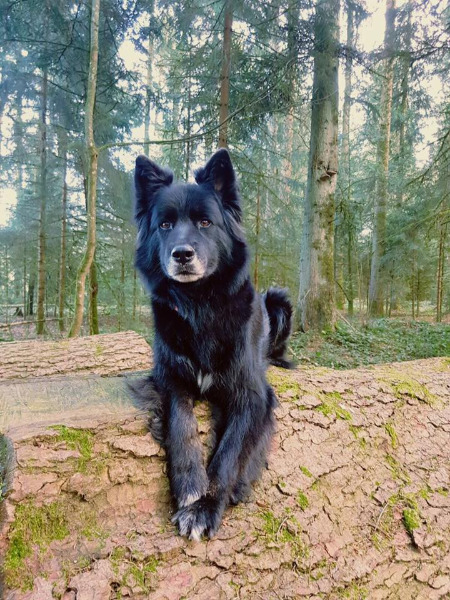 Suche Hundebetreuung Region Huttwil/Langenthal Suche Hundebetreuung Region Huttwil/Langenthal