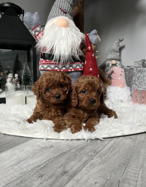Pudel/ Cavapoo Welpen vom Züchter (Schweiz)
