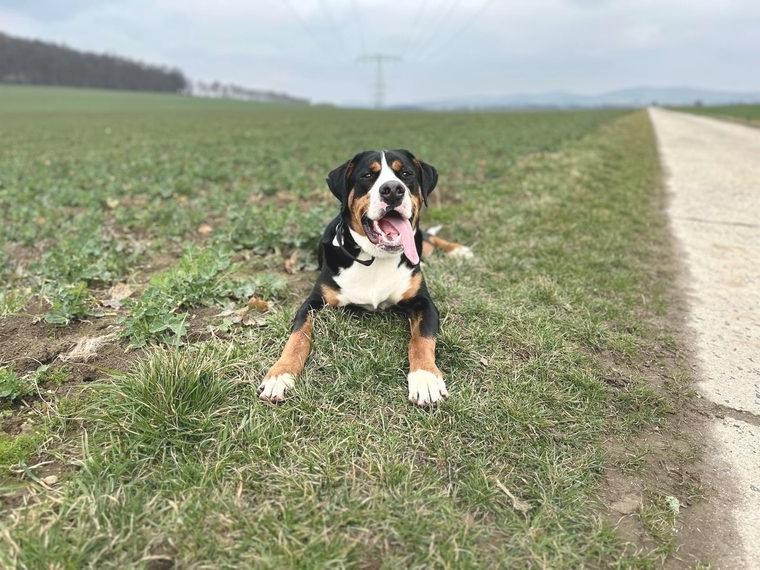 Grosser Schweizer Sennenhund (GSS) Grosser Schweizer Sennenhund (GSS)