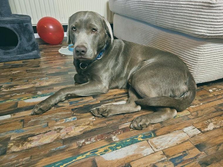 Sympathischer und sehr sozialer 3 jähriger Labrador Retriever aus persönlichen Gründen abzugeben