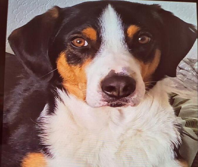 Suche für Appenzeller Sennenhund Benny ein liebevolles Zuhause Suche für Appenzeller Sennenhund Benny ein liebevolles Zuhause