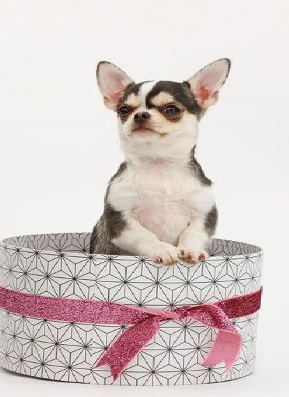 Kurzhaar Chihuahua