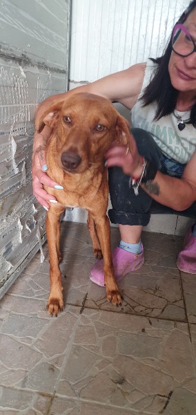 Melino, Cirneco dell"Etna im Canile