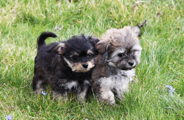 Wundervolle Zwergpudel x Chihuahua Welpen - Chipoo