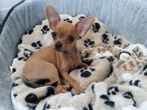 Hundebetreuung, Ferienplatz, Tagesplätze für kleine Hunde Hundebetreuung, Ferienplatz, Tagesplätze für kleine Hunde