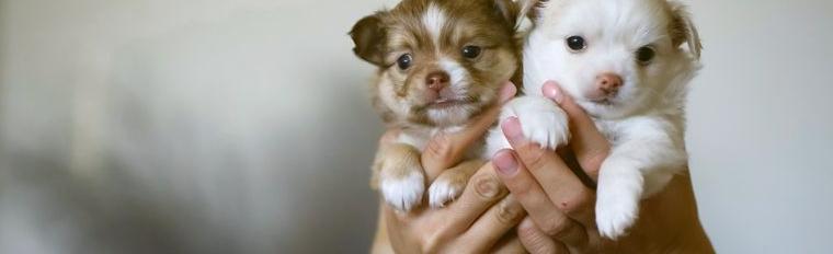 Zauberhafte Chihuahua-Welpen suchen ein liebevolles Zuhause