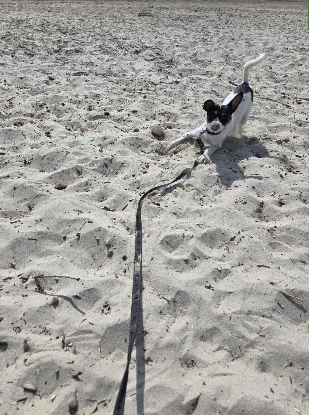Pinscher x Jack Russell Hündin sucht tolle Familie Pinscher x Jack Russell Hündin sucht tolle Familie